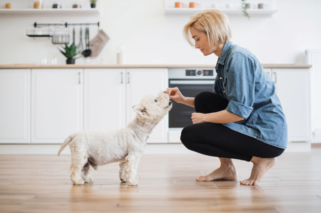 Pet owner giving dog a treat